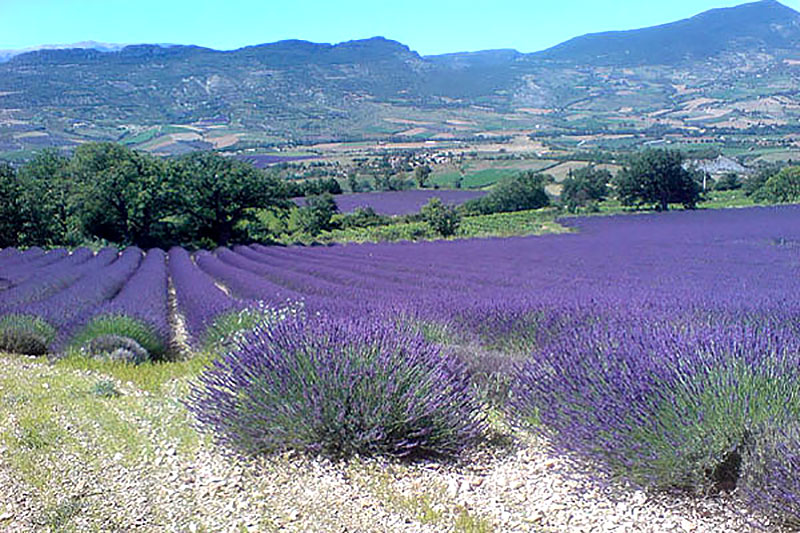 Lavendelodlingar i Provence