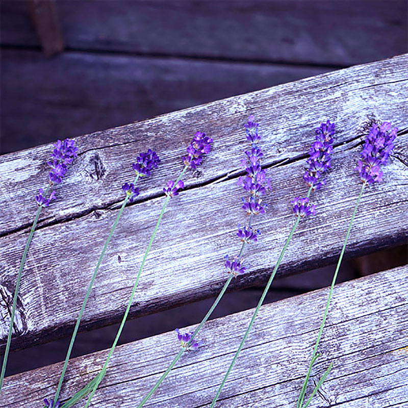 Olika sorters blå lavendelblommor