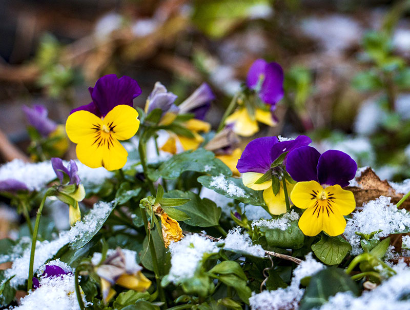 Penséer blommar i snön