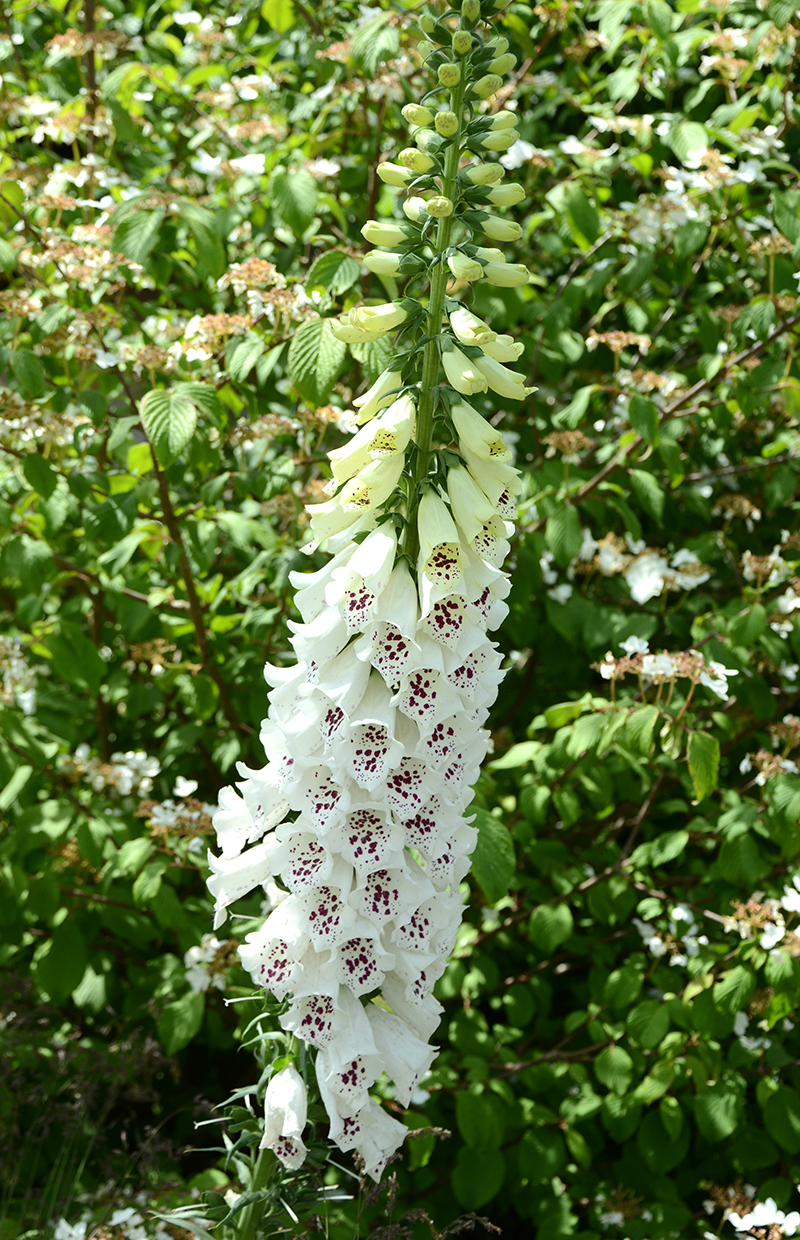 FIngerborgsblomma sorten Foxy - x FIngerborgsblomma sorten Foxy - x