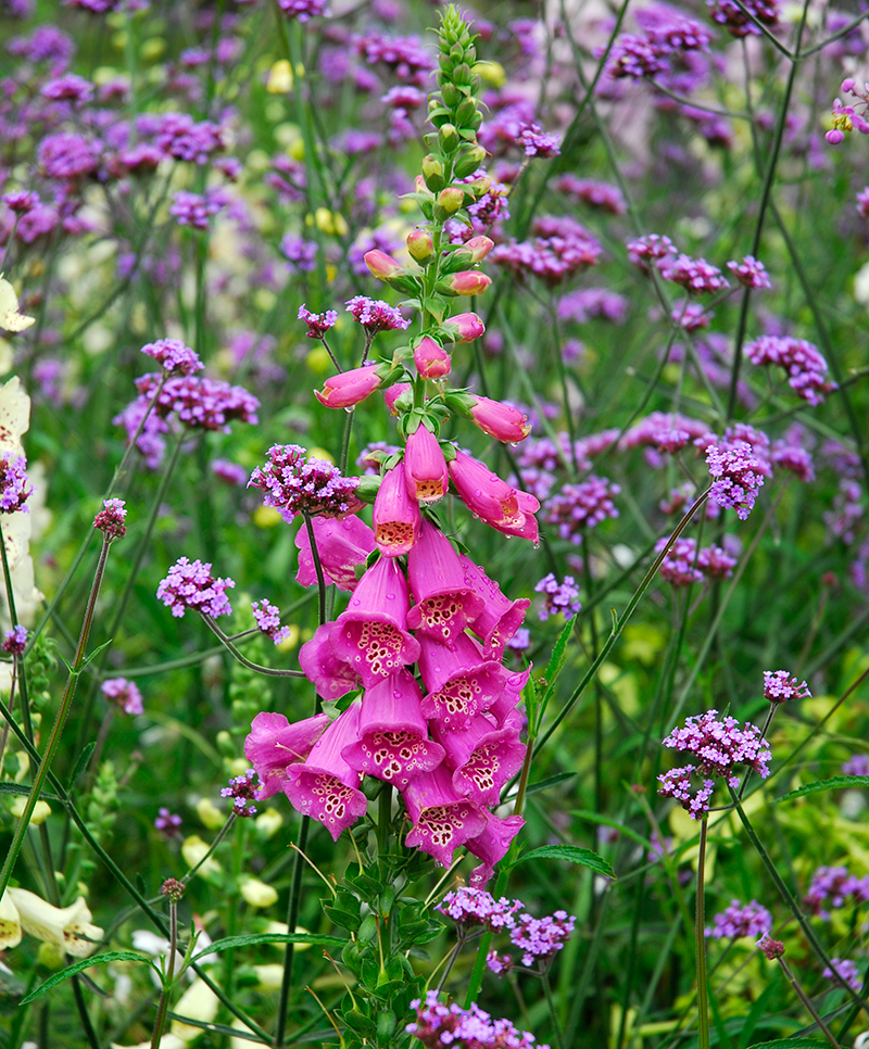 Fingerborgsblomma och jätteverbena i rabatt - x