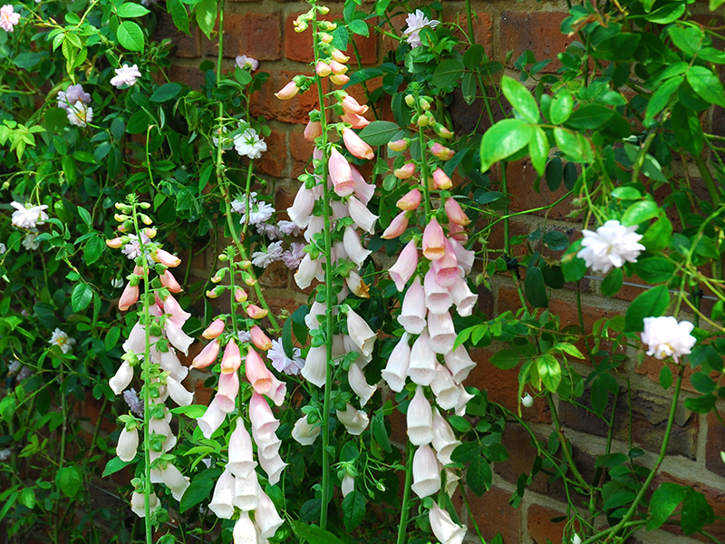 Vita, rosa fingerborgsblommor