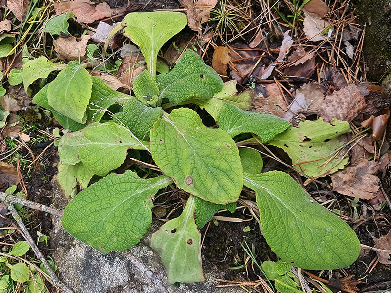 Ettårig bladrosett av fingerborgsblomma - LS