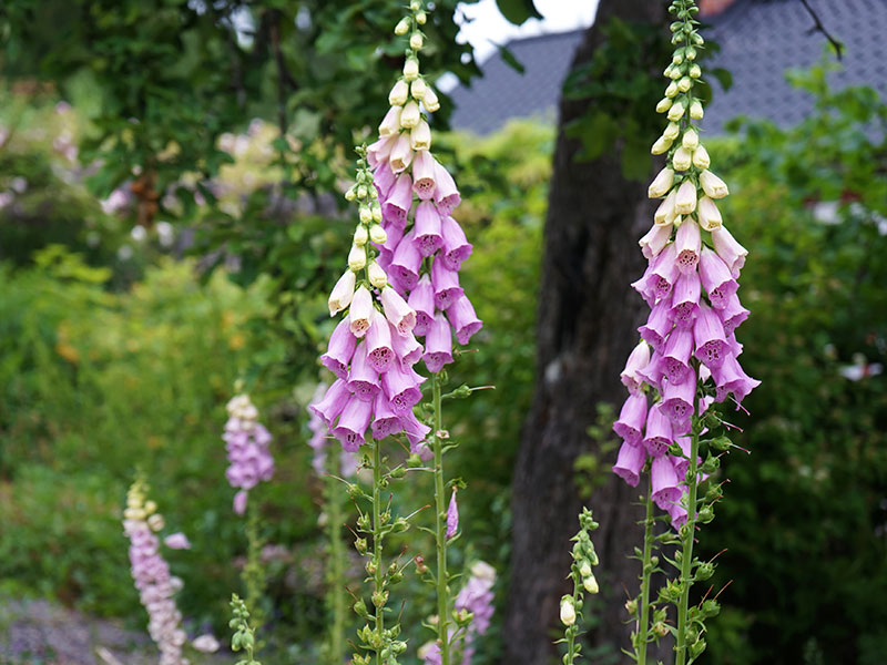 Fingerborgsblomma, Digitalis i trädgärd - LS