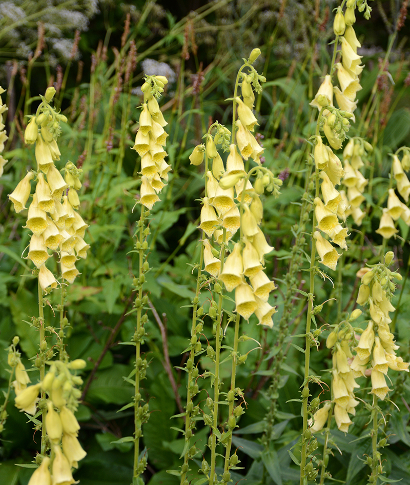 Gul fingerborgsblomma - x Gul fingerborgsblomma - x