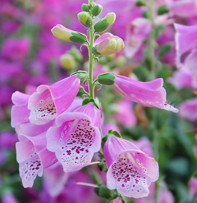 Fingerborgsblomma i närbild