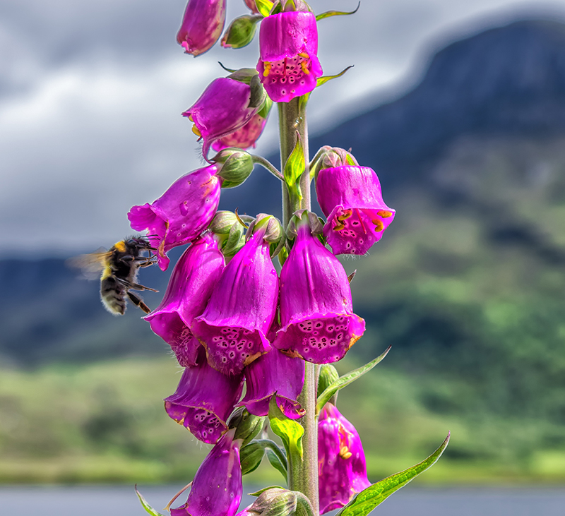 Pollinerande humla i fingerborgsblomma - x