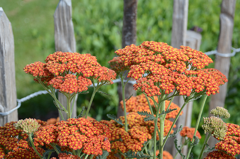 Orange röllika i trädgården