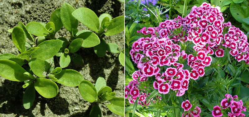 Bladrosett och blomma av borstnejlika