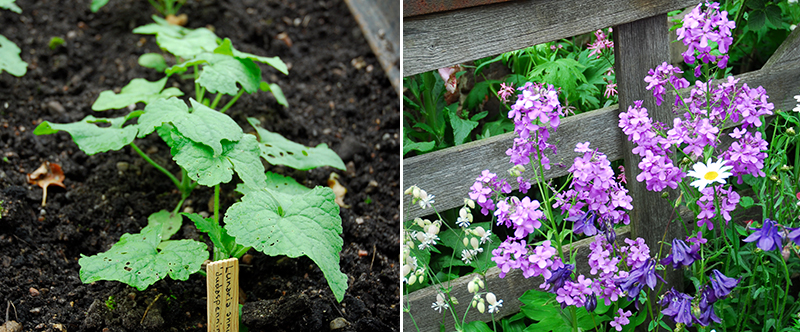 Judas penningar bladrosett och tvåårig blomma