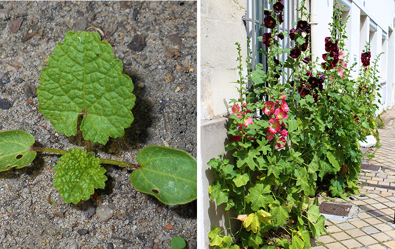 Bladrosett och blomspira av stockros