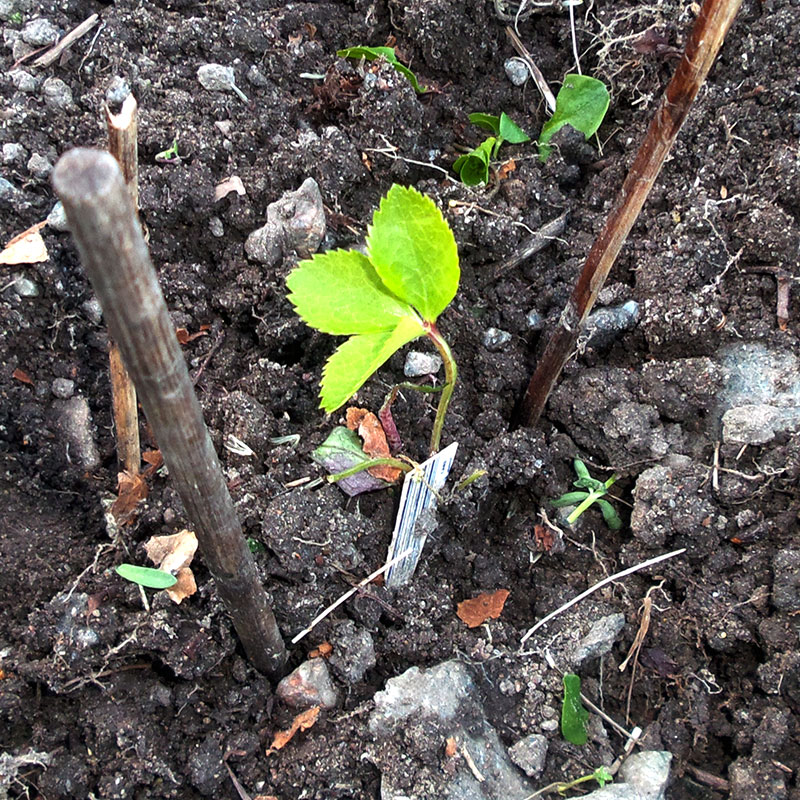 Självsådd fröplanta av julros, Helleborus