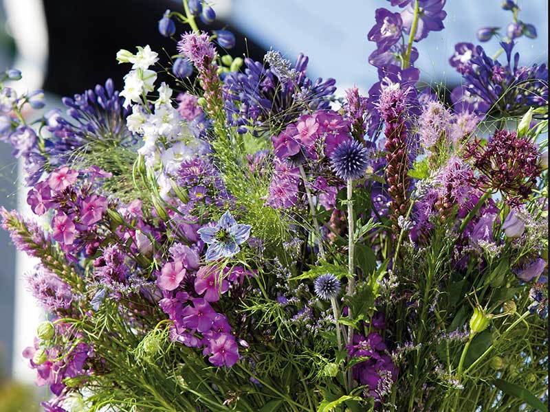 Bukett av perenner som snittblommor - x