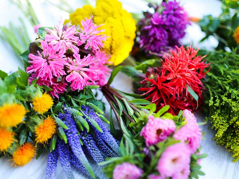 perenner som snittblommor till bukett