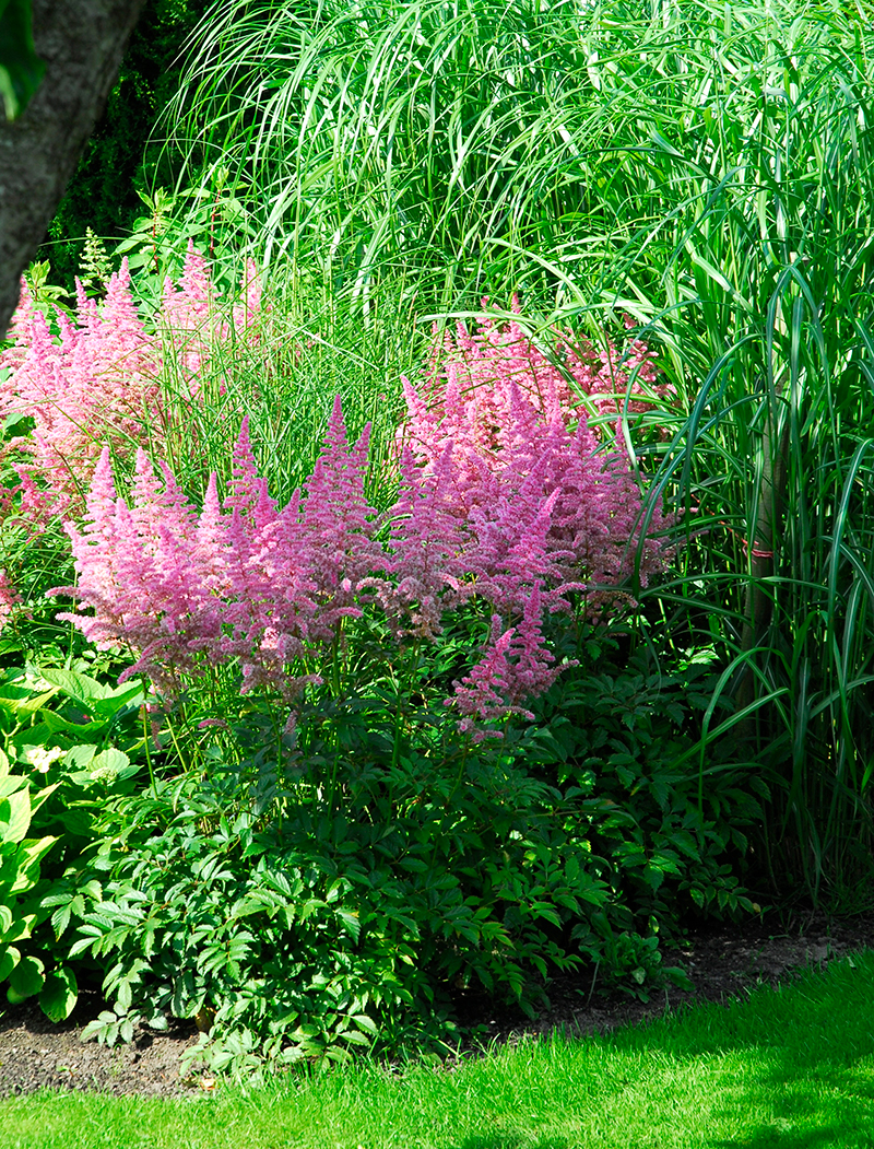 Astilbe och elefantgräs i lättskött rabatt - IV