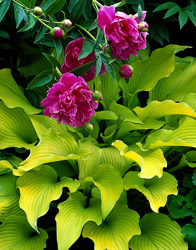 Limefärgad hosta med luktpion