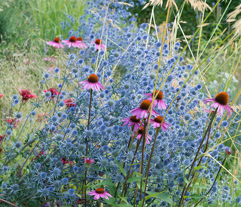 solhatt och alpmartorn i lättskött rabatt med lång blomning - x