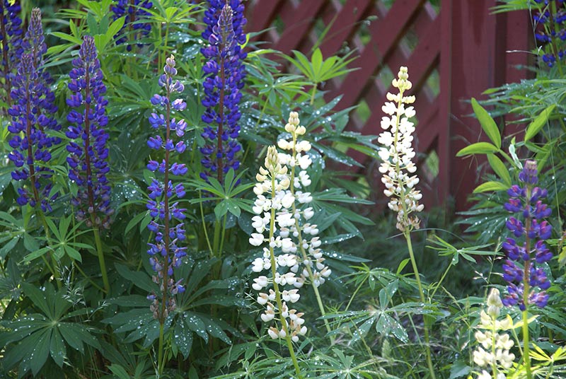 Vildlupin Lupinus polyphyllus