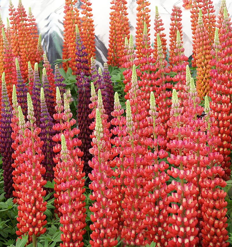 Regnbågslupiner i olika röda nyanser på chelsea flowershow