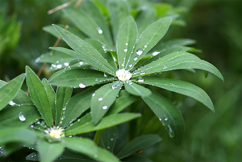 Blad från Lupin med vattendroppe