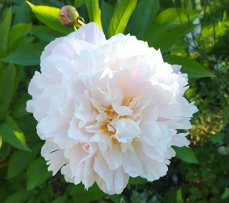 Luktpion Peaonia lactiflora di skugga