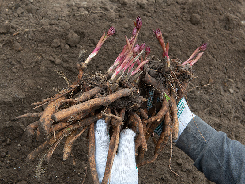 Pionrötter redo för plantering