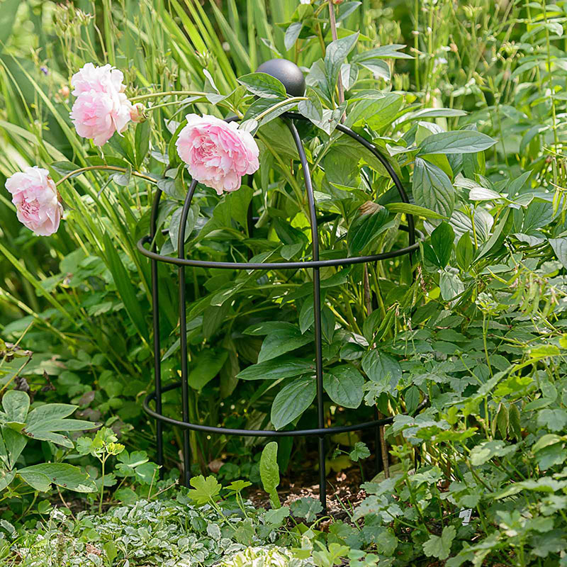 Pionstöd, växtstöd för rosa pion