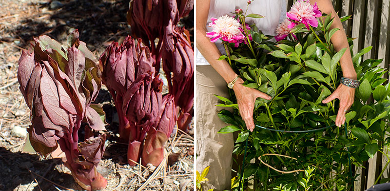 Pionskott och pionstöd för blommor