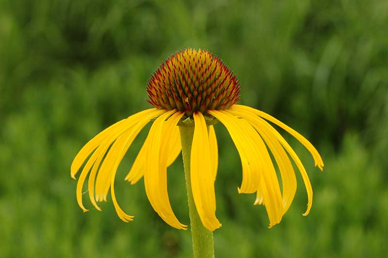 Gul solhatt Echinacea paradoxa