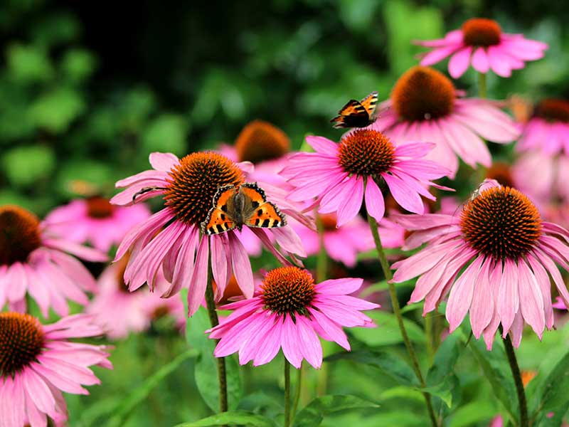 Röd solhatt med pollinerande fjäril