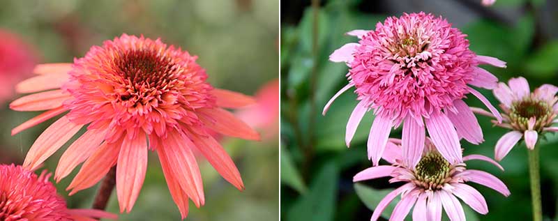 Halvfylld solhatt rosa och aprikos