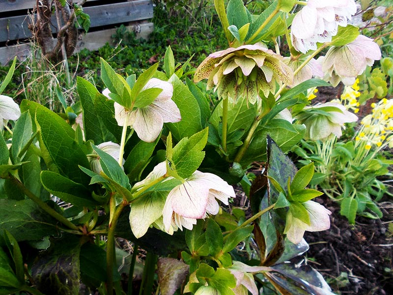 Dubbelblommand julros med fläckiga kronblad