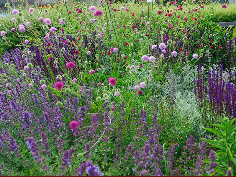 Vädrar i perenn plantering i soligt läge