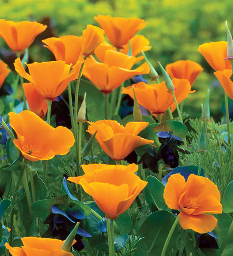 Kalifornisk vallmo, Eschscholzia californica Kalifornisk vallmo, Eschscholzia californica