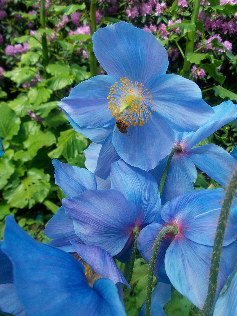 Blå bergvallmo meconopsis Blå bergvallmo meconopsis