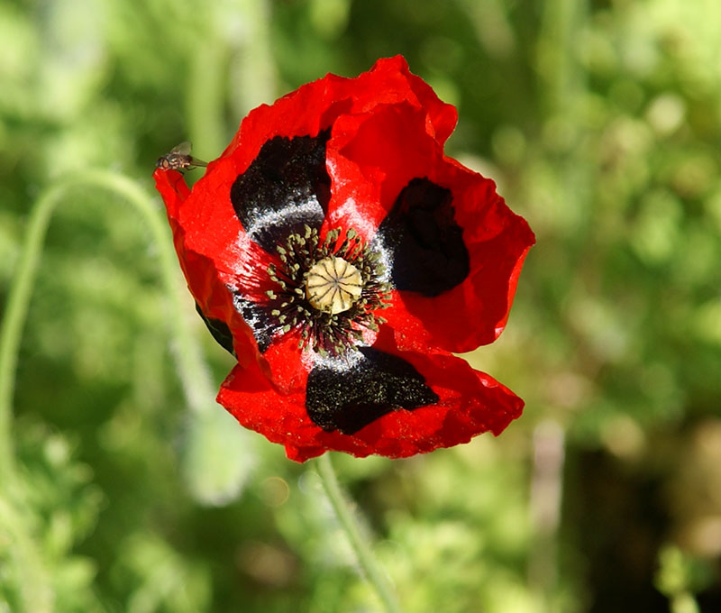 Fläckvallmo - Papaver commutatum
