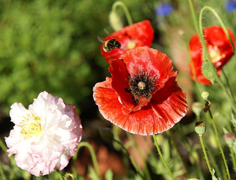 Kornvallmo, Papaver rhoeas i olika färger - LL