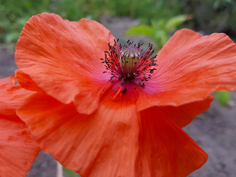 Orange kornvallmo Orange kornvallmo