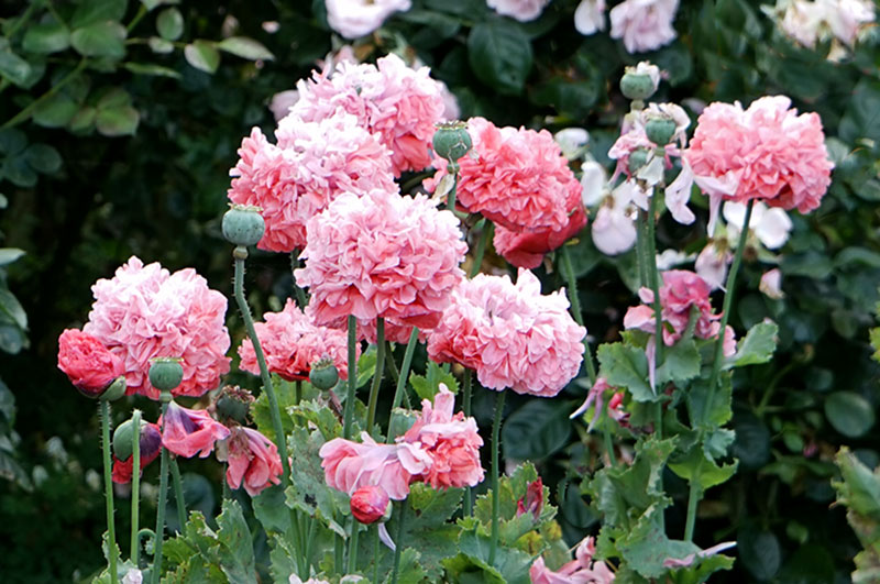 Rosablommande pionvallmo, Papaver somniferum, Paeoniflorum-gruppen