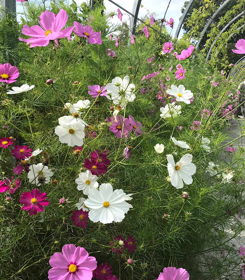 Rosenskära i rabatt med blandade färger