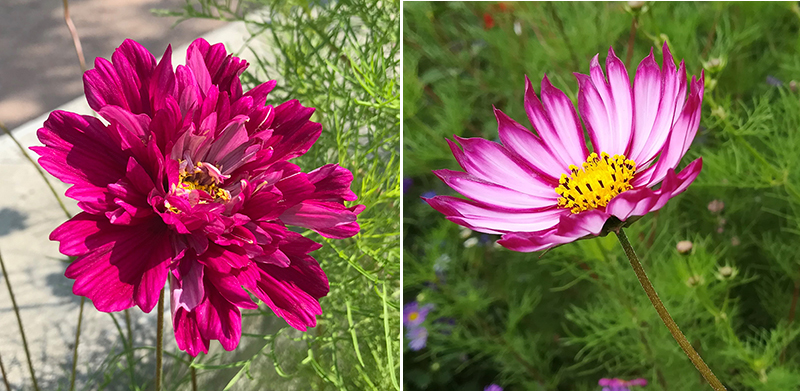 Olika sorter av rosenskära Cosmos dubbel enkel