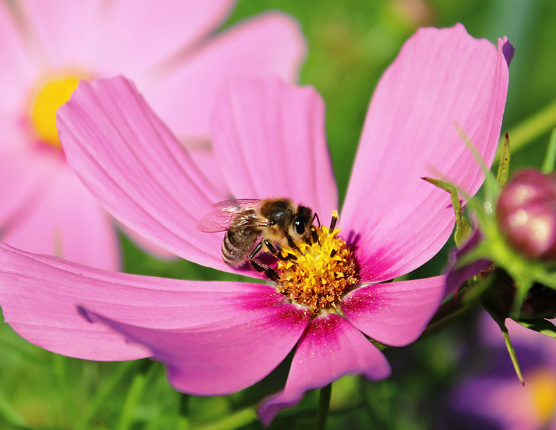 Rosenskära som pollenlämnare i naturträdgård