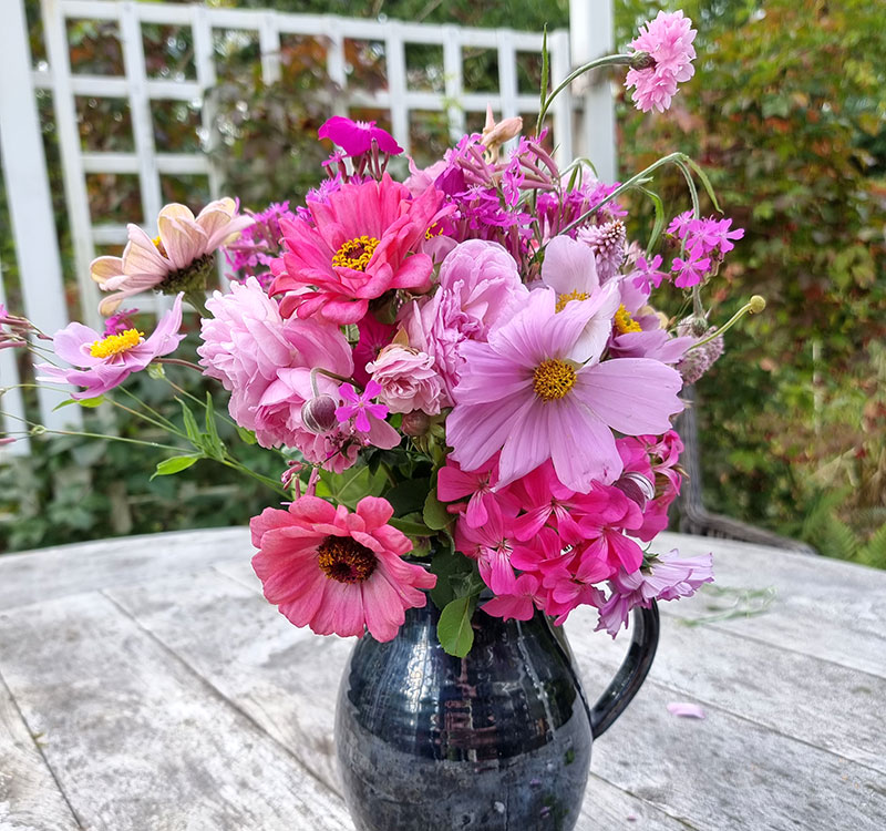 Rosenskära Cosmos som snittblomma