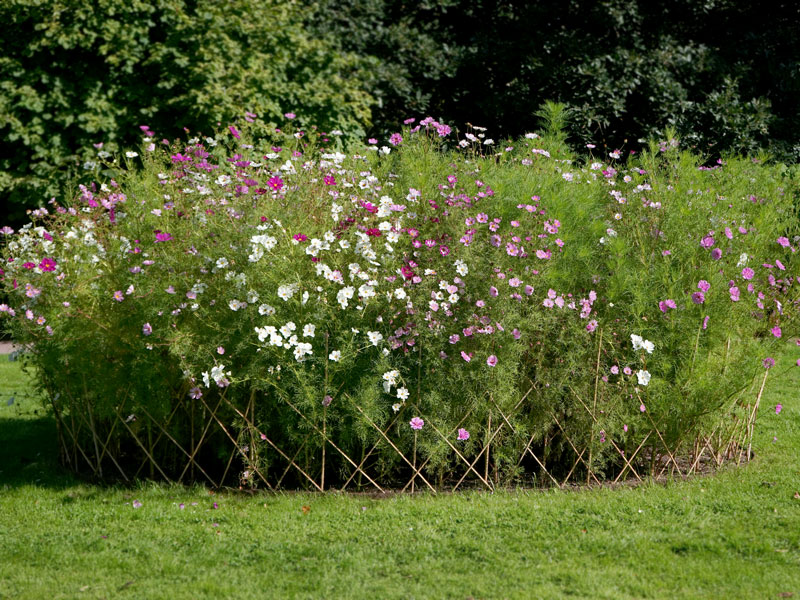 Rabatt med rosenskära Cosmos - LS