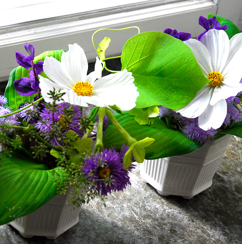 Rosenskära Cosmos som snittblomma