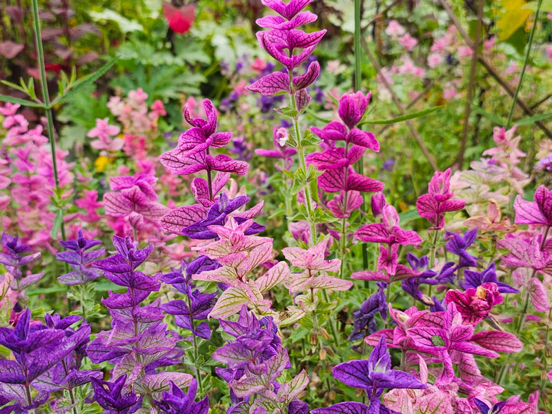 Broksalvia i olika färger