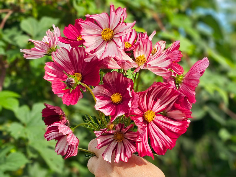 Bukett med rosenskära