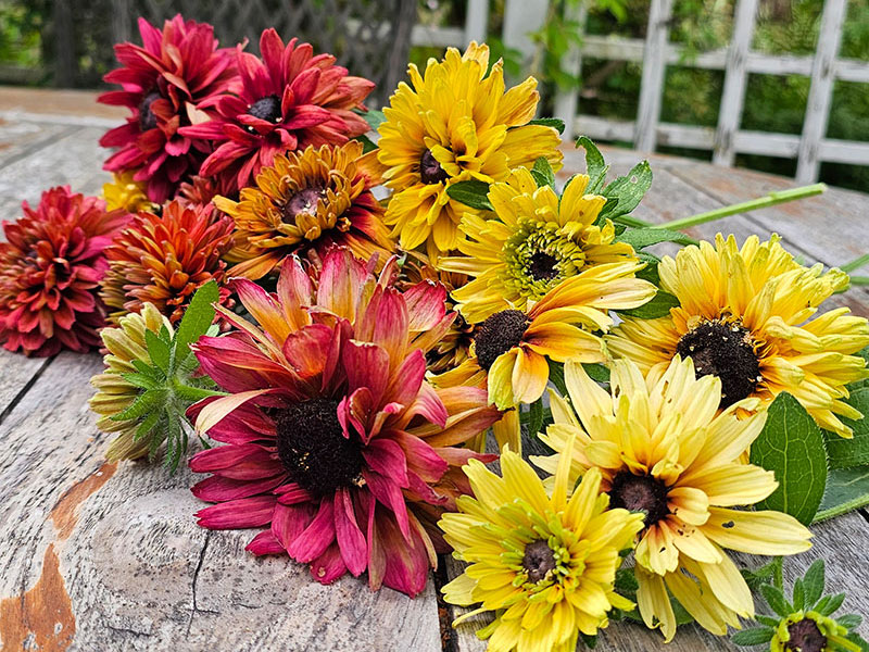 Plockade sommarrudbeckior i olika färg