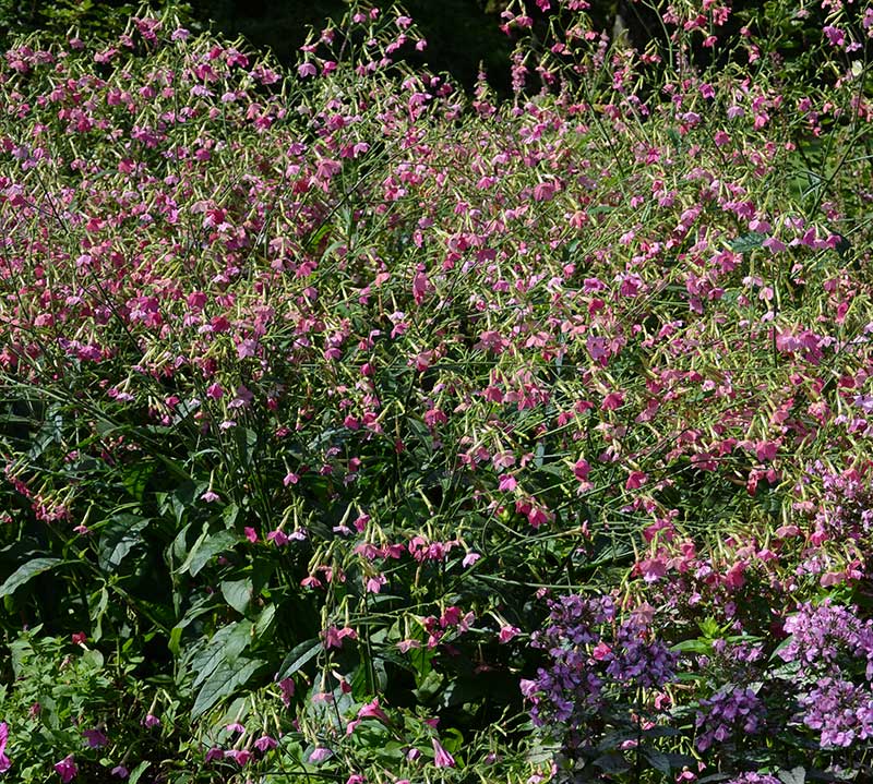 Rosa blomstertobak i rabatt