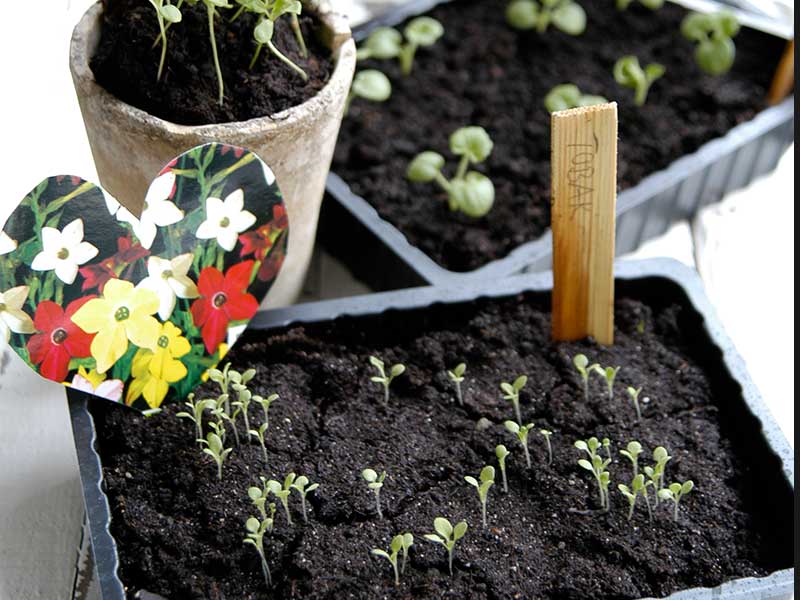 Frösådd blomstertobak